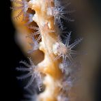 Polyps