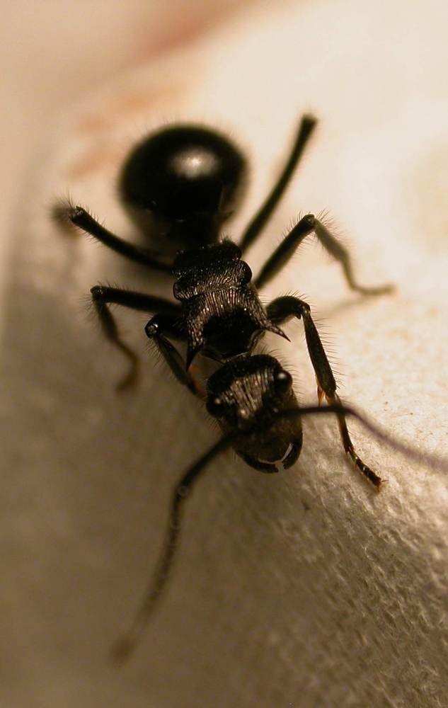 Polyrhachis