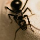 Polyrhachis