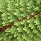 Polystichum setiferum ‘Plumosum Densum’