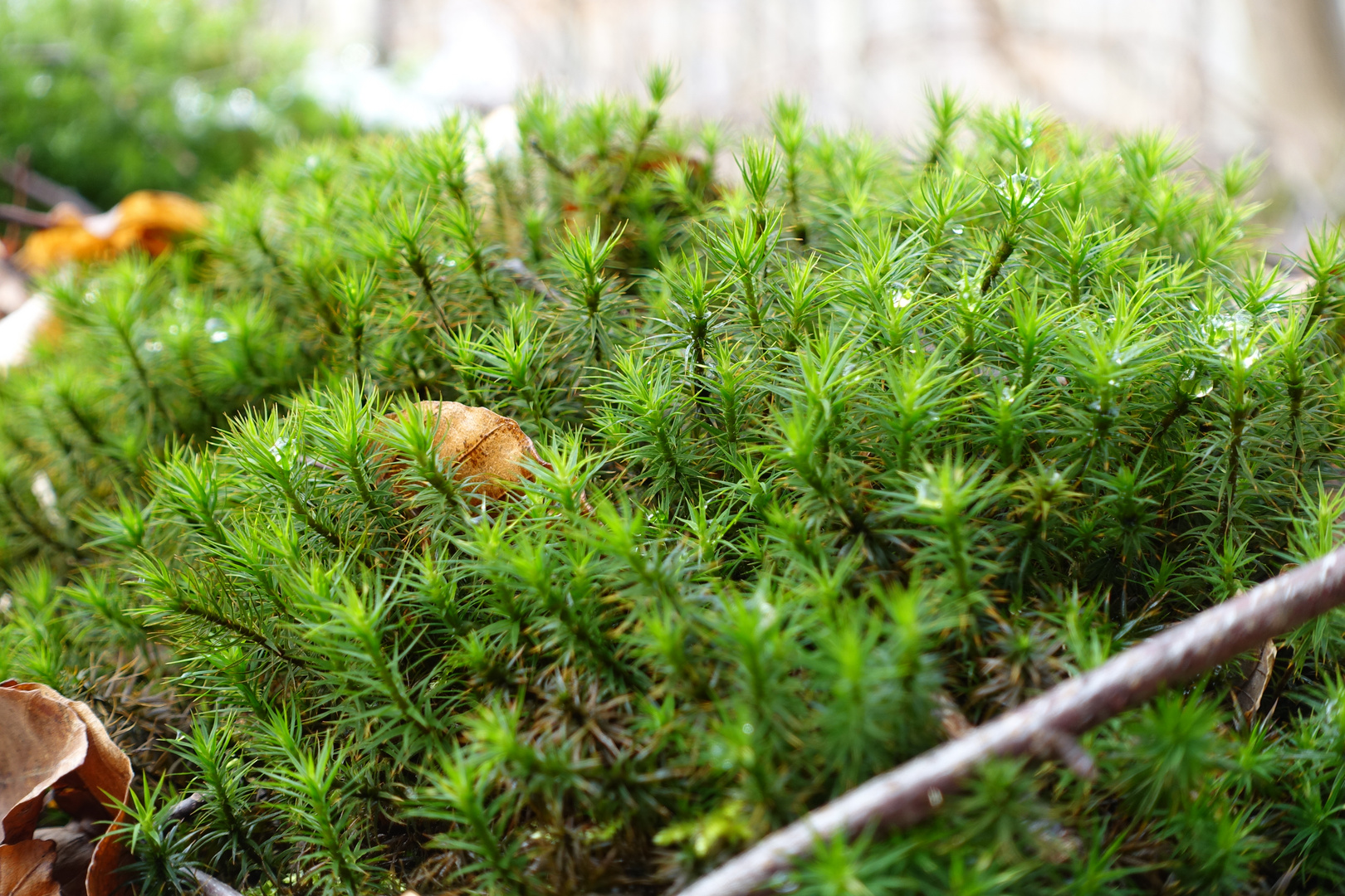 Polytrichum Formosum