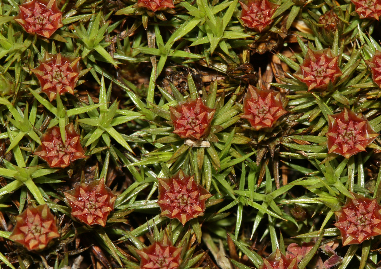 Polytrichum piliferum