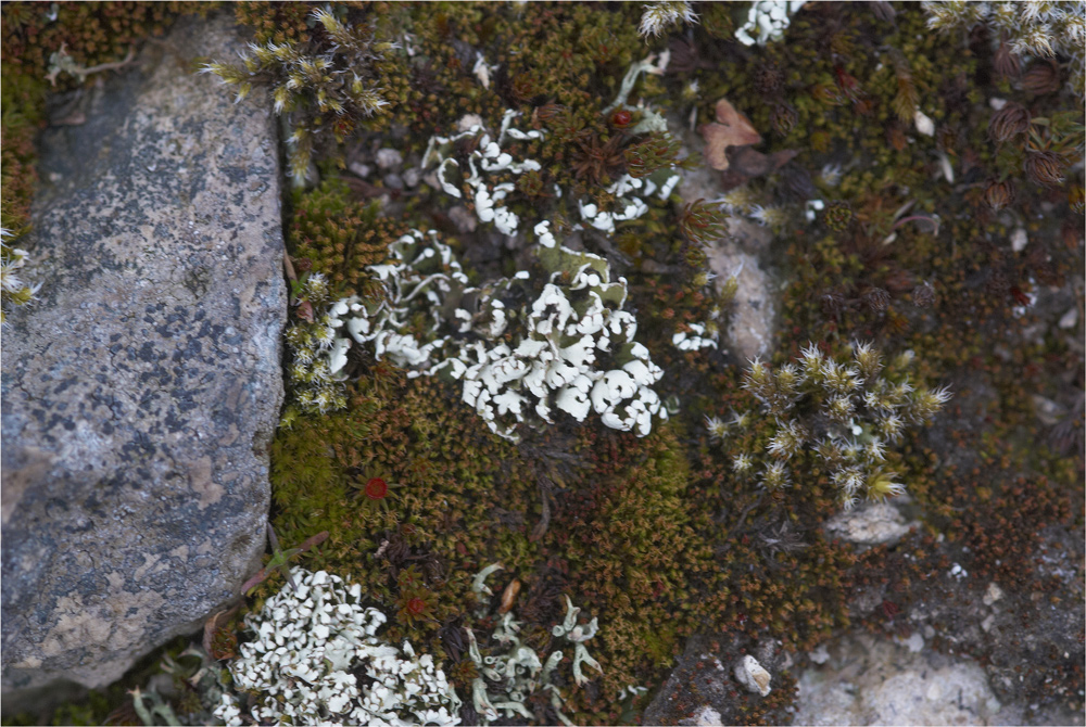 Polytrichum piliferum