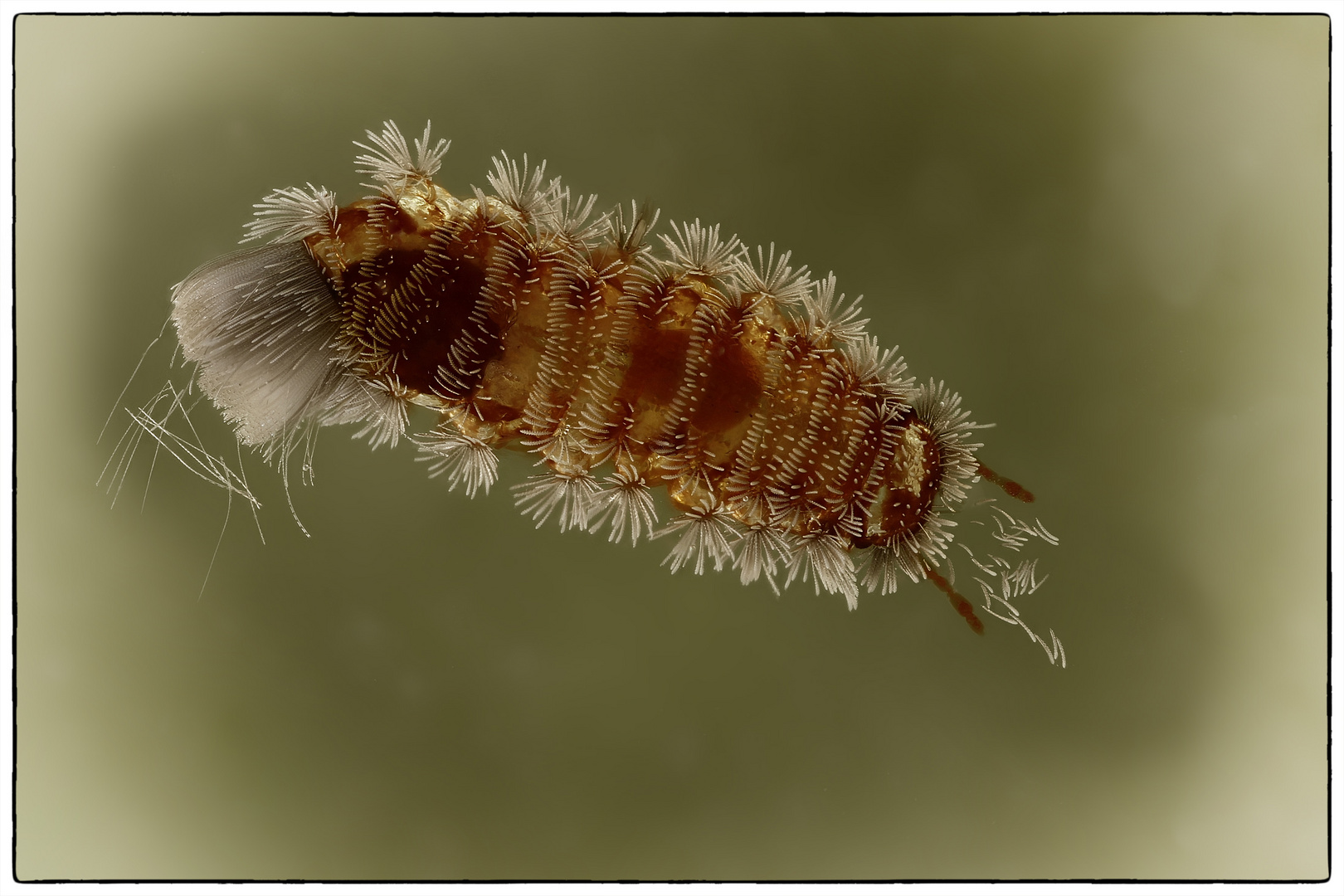 Polyxenus im Bernstein