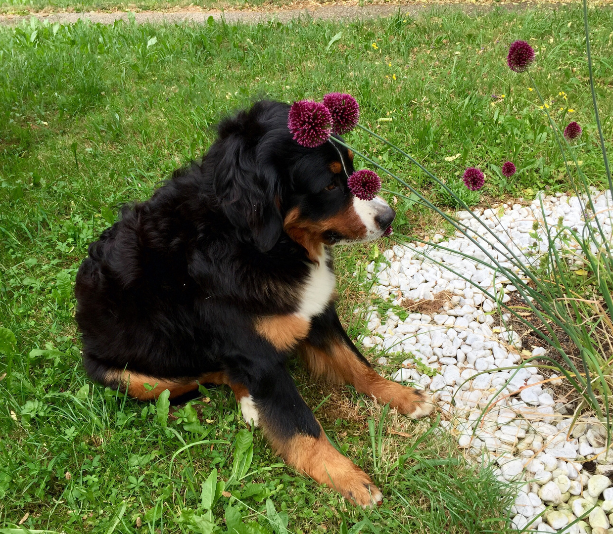 pom-pom girl :-)