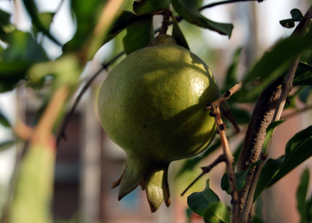 Pomegranate