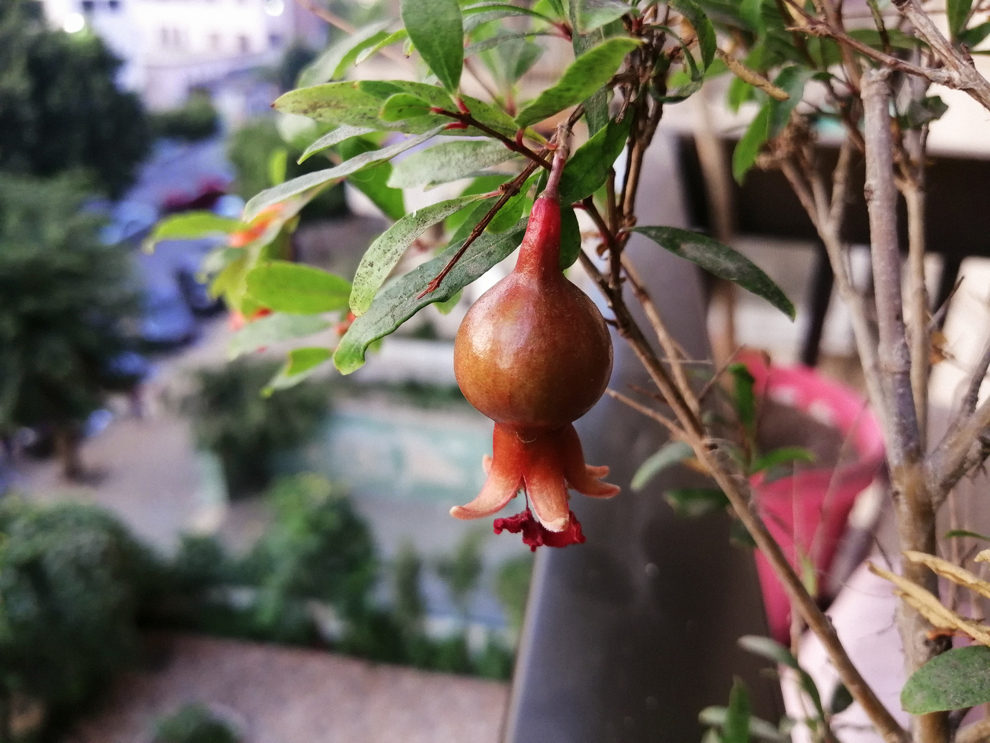 Pomegranate