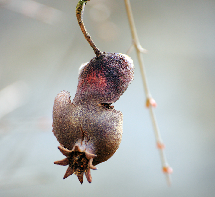 pomegranate