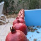 pomegranates