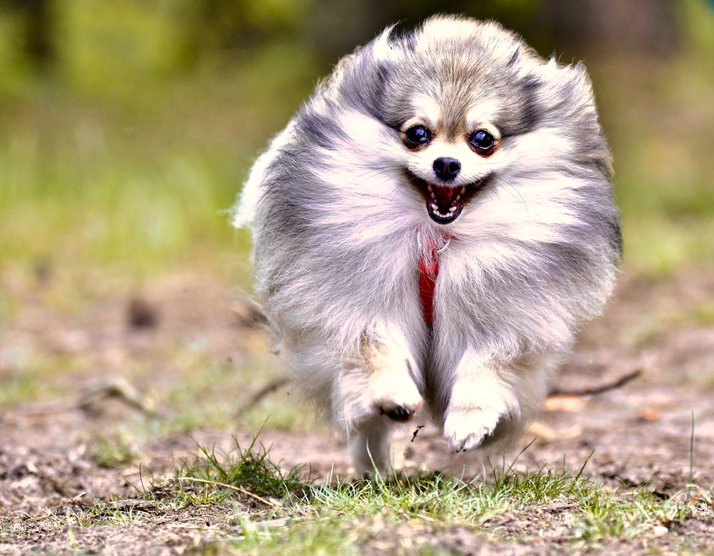 Pomeranian