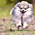 Pomeranian