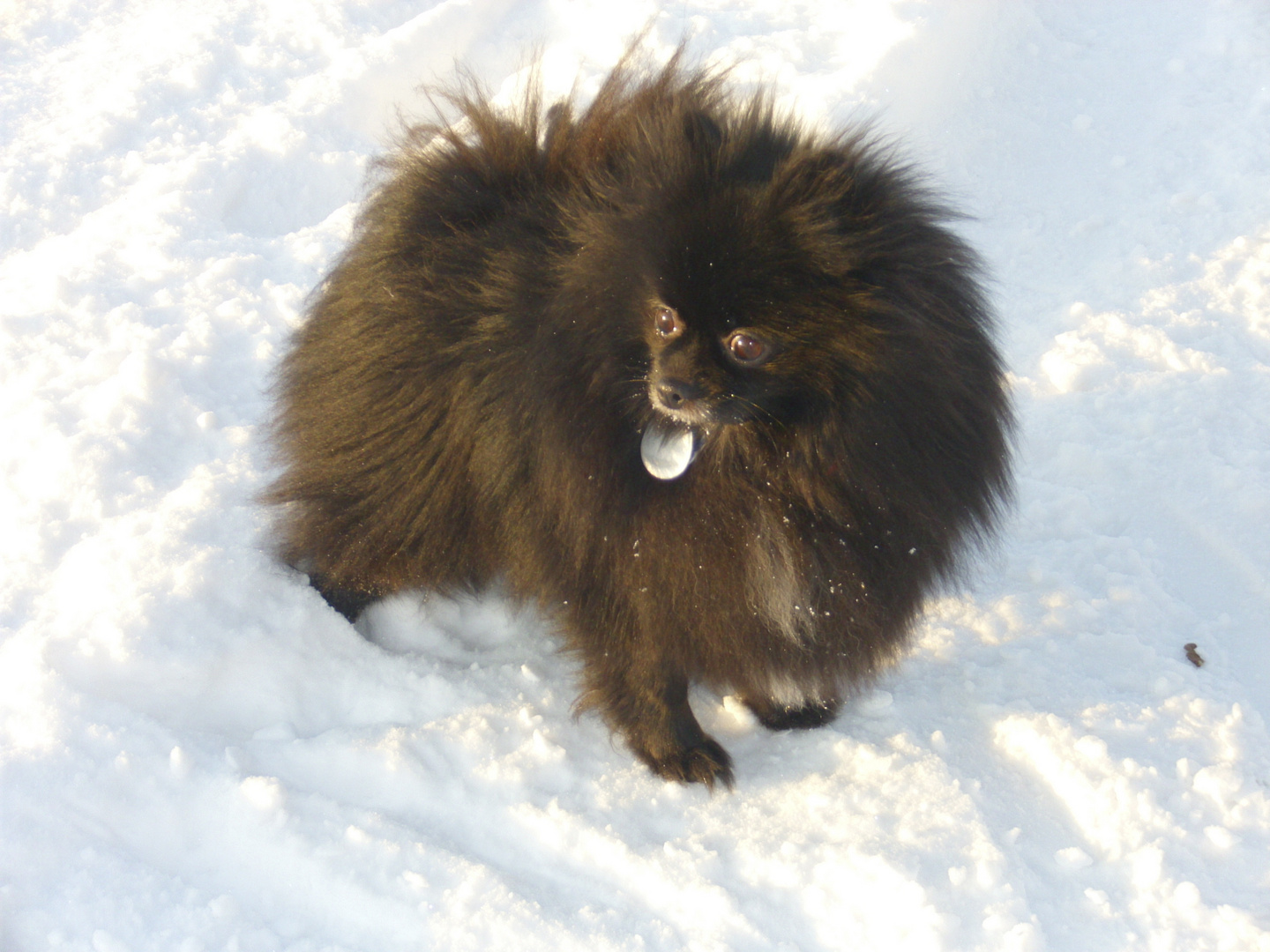 Pomeranian im Schnee