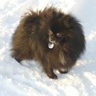 Pomeranian im Schnee