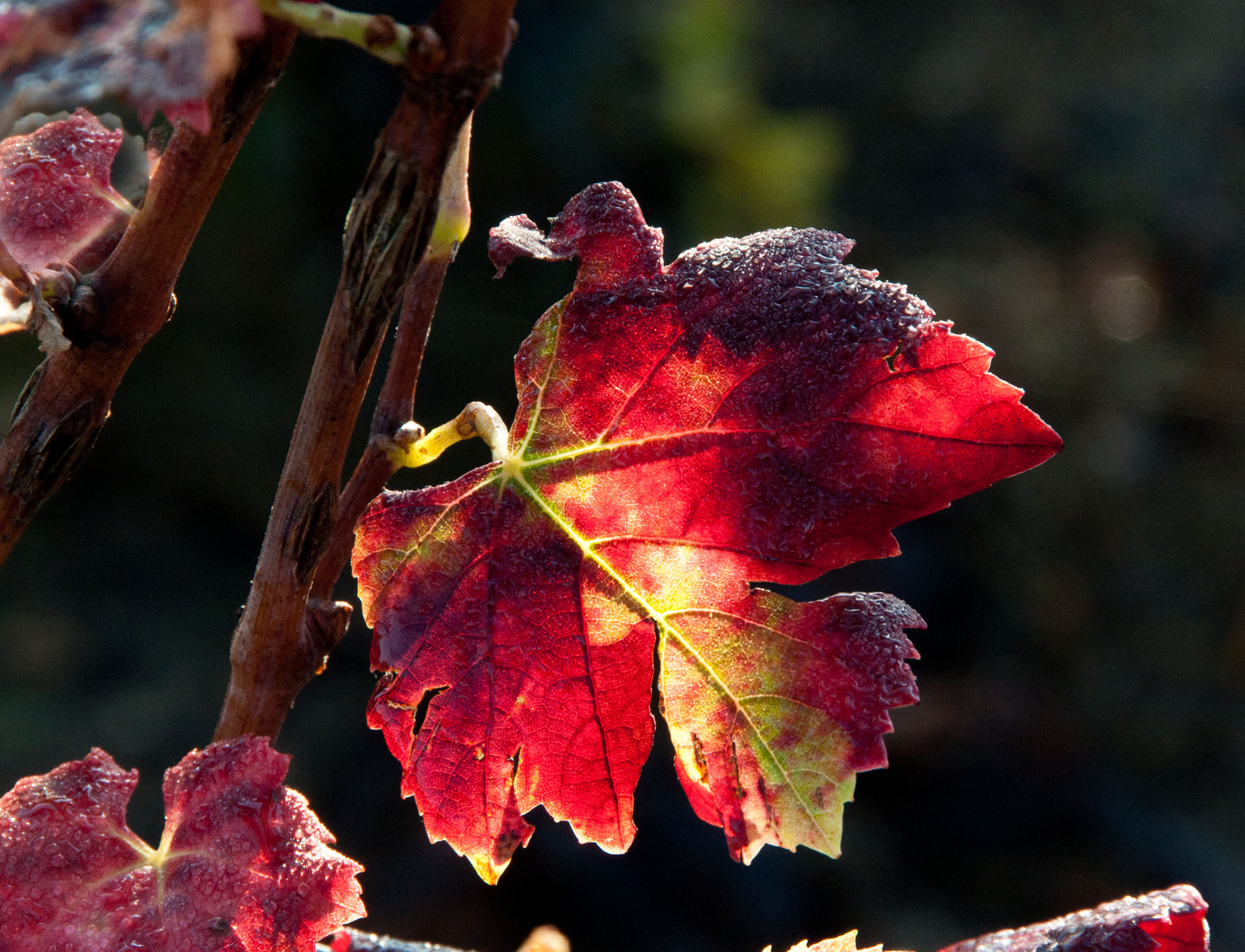 Pommard 1er Cru