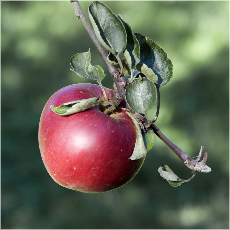 Pomme Calville rouge