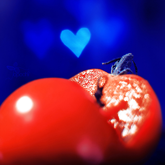 Pomme d'amour I