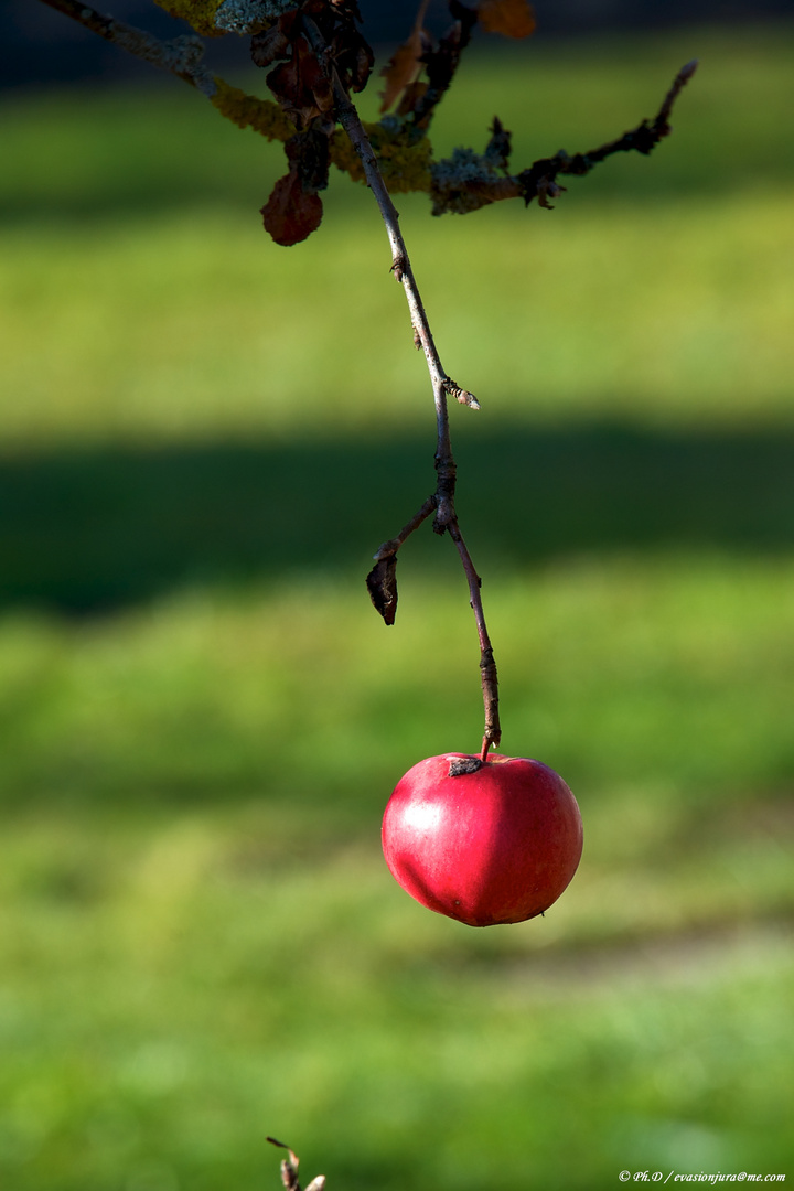 Pomme d'automne