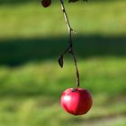 Pomme d'automne