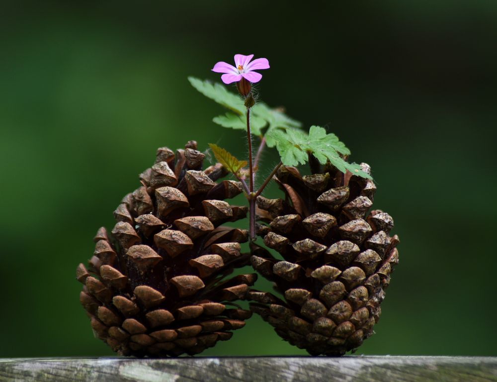 " Pomme de fleur "