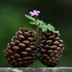 " Pomme de fleur "