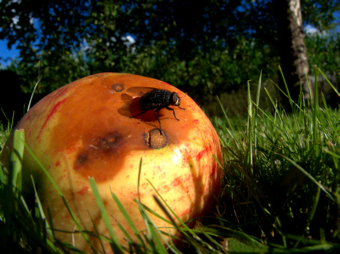 Pomme de Nivelle, France