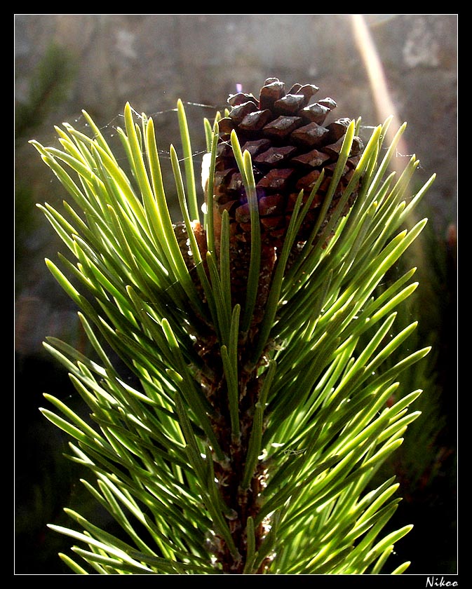 pomme de pin