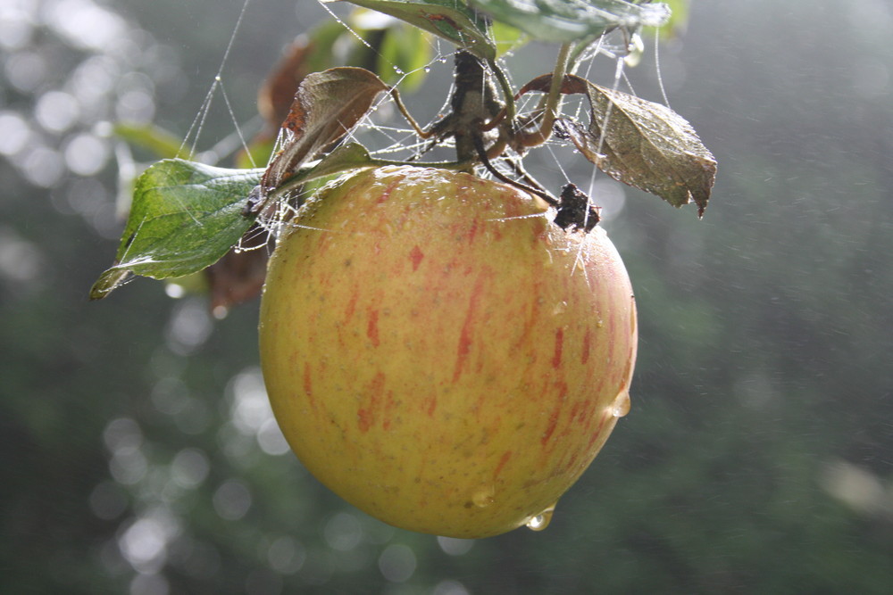 Pomme en automne