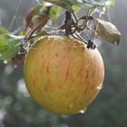 Pomme en automne