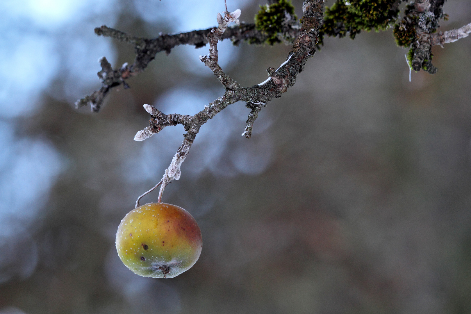 Pomme givrée ...