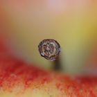 Pomme macro