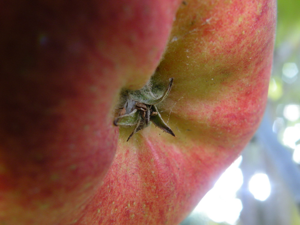 pomme mystère