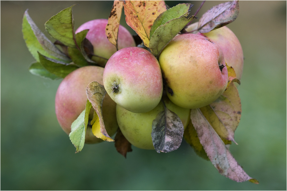 Pomme, pomme, pomme, pomme...