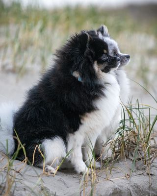 Pommeraner im Profil