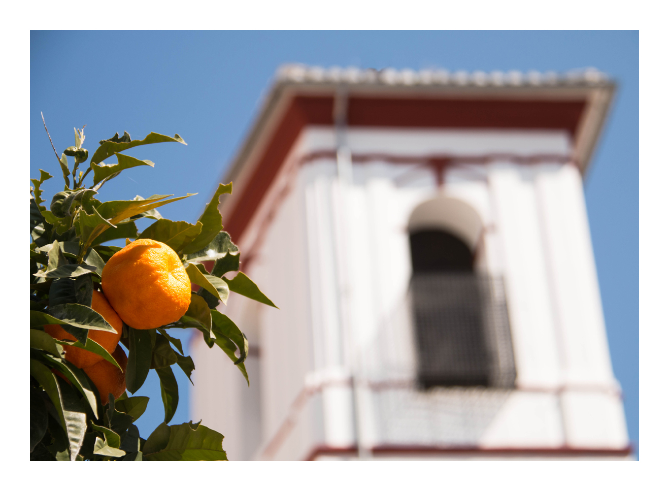 Pommeranzen in Granada