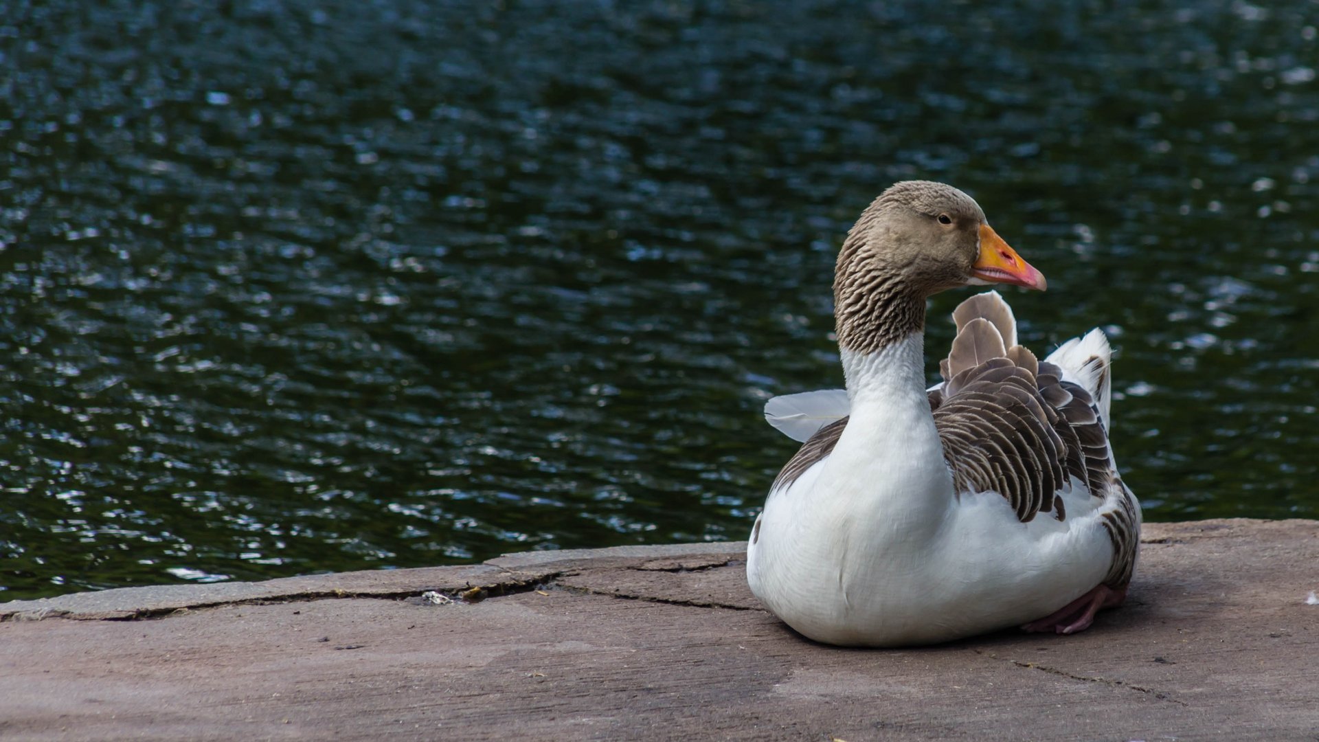 Pommersche Gans