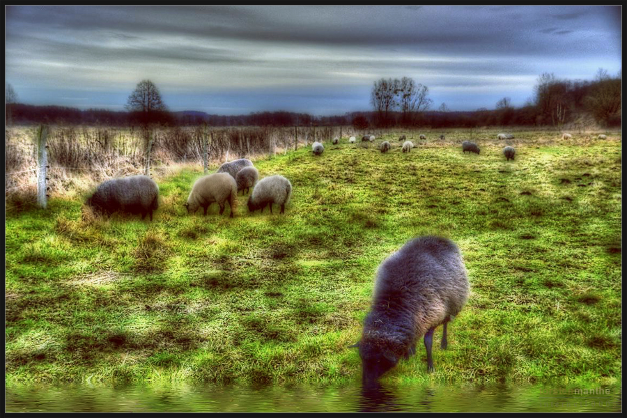 Pommersche Landschafe