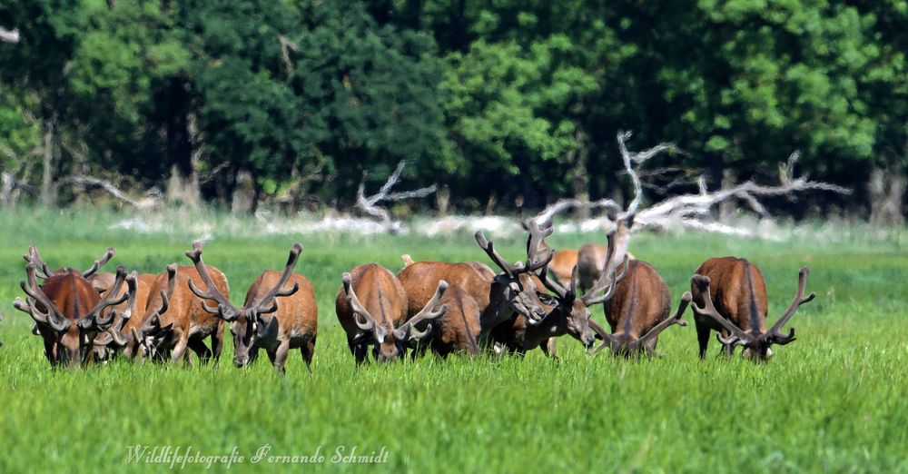 Pommersche Serengeti 2