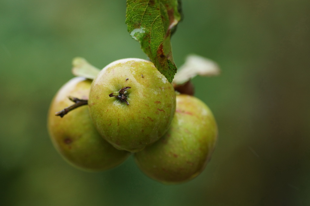 Pommes