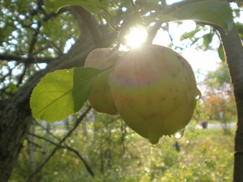 Pommes