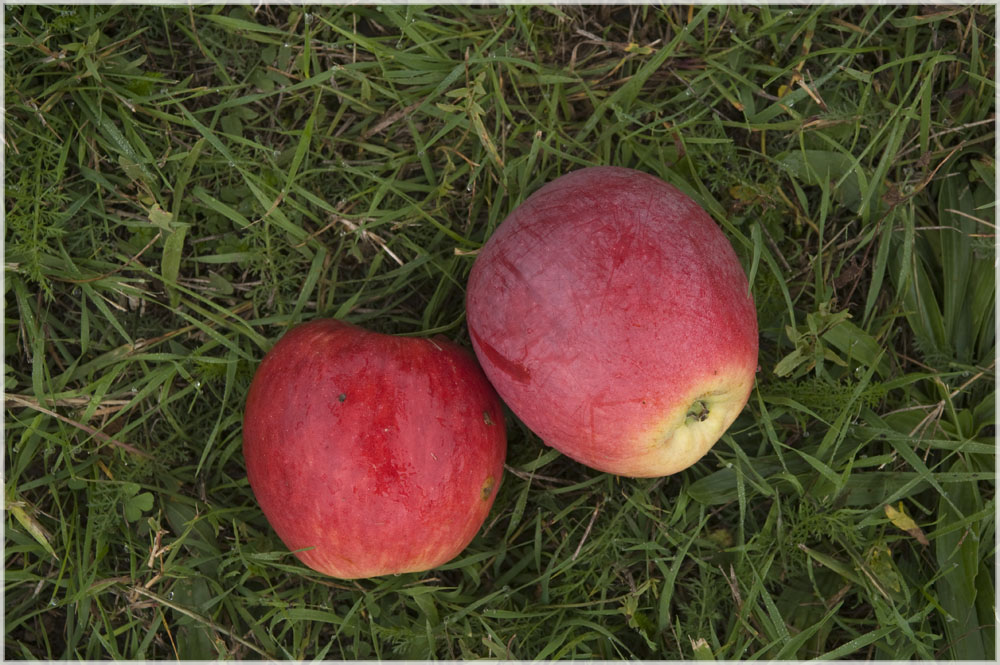 Pommes à terre