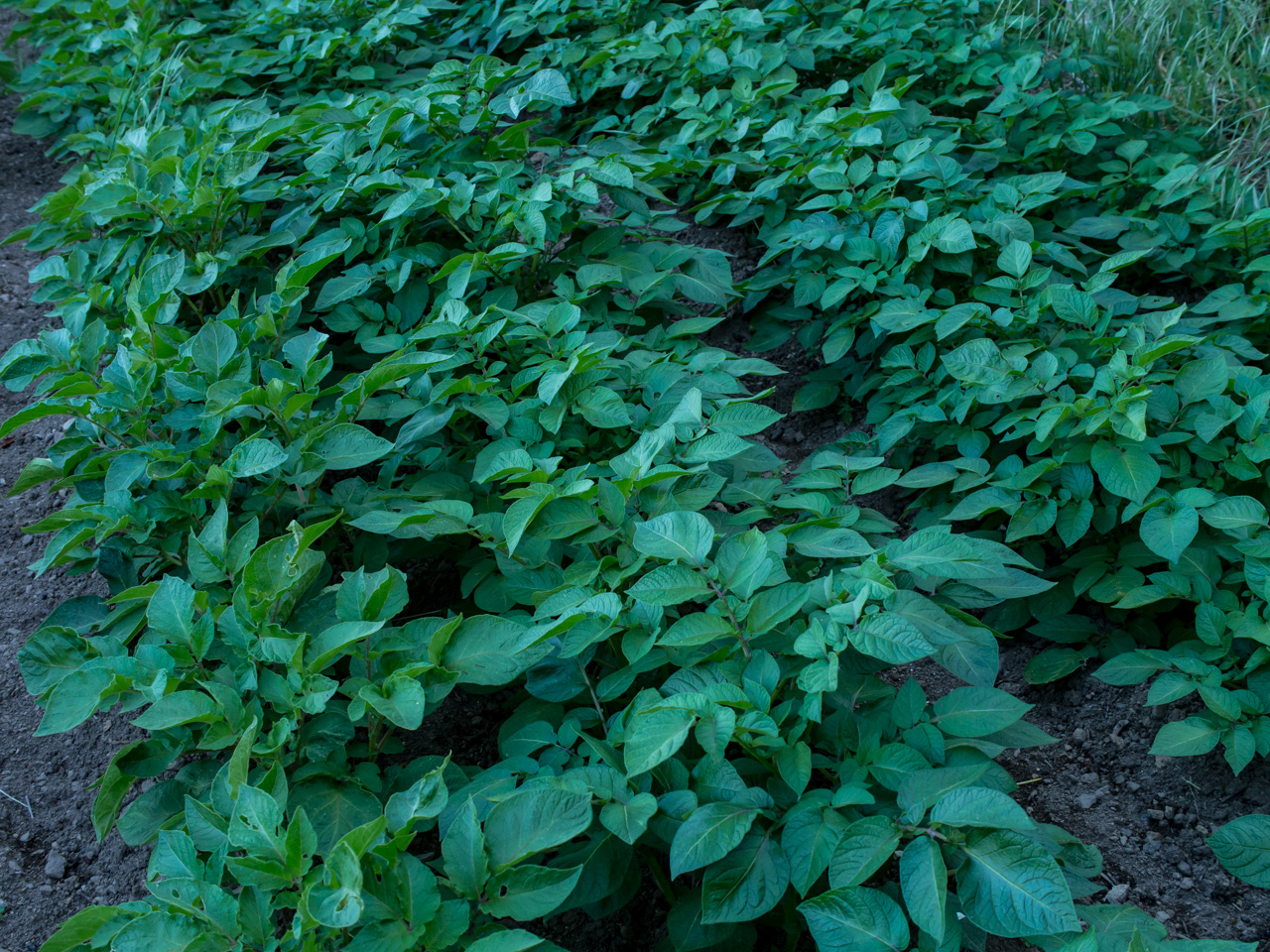 pommes de terre 2019