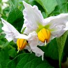 Pommes de terre en fleurs