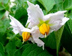 Pommes de terre en fleurs