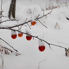 Pommes et neige