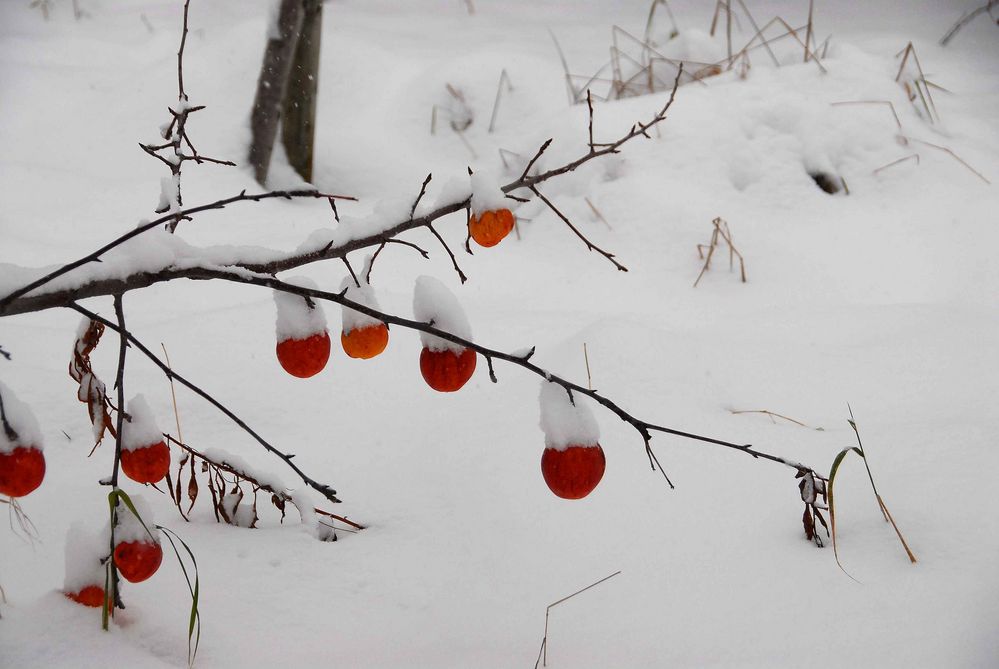 Pommes et neige