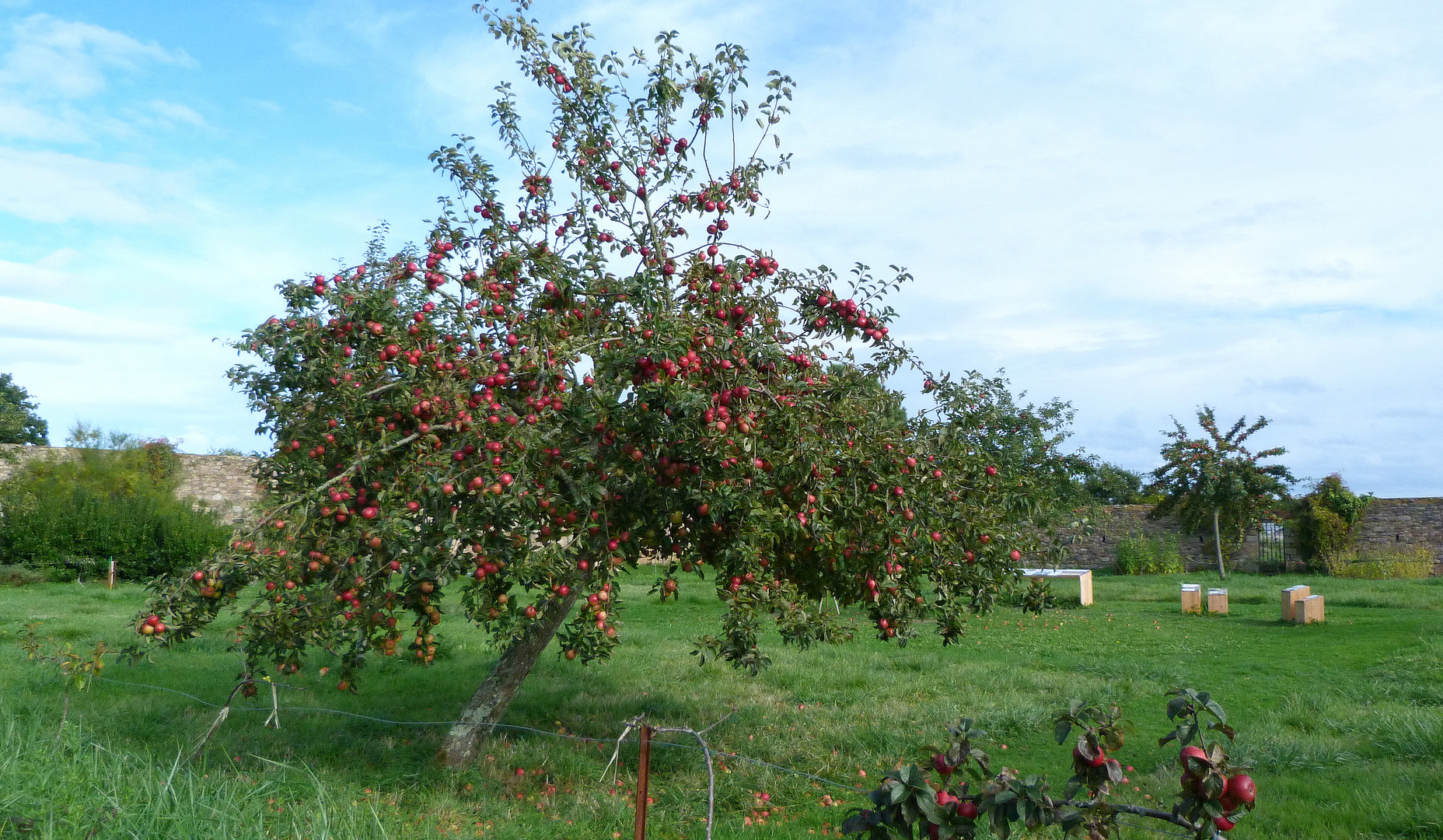 Pommes mûres