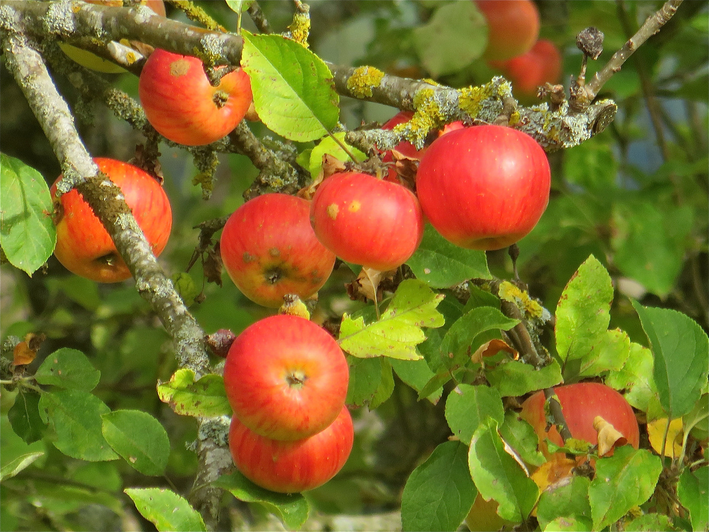 ...  pommes rouge !!!...