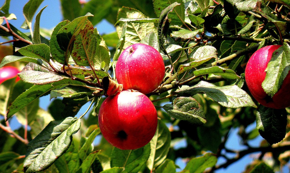 Pommes rouges de l'automne...