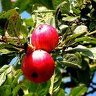 Pommes rouges de l'automne...