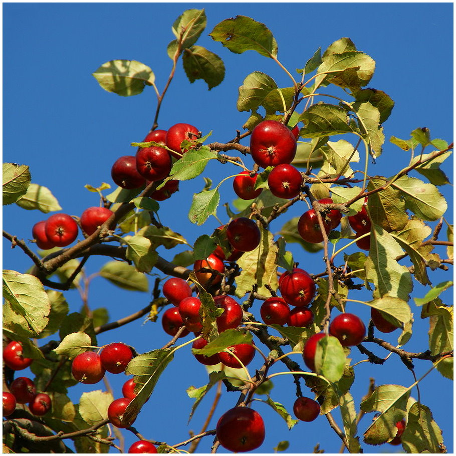 pommes rouges tendres ....